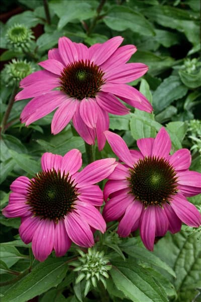 Echinacea purpurea PowWow Wild Berry