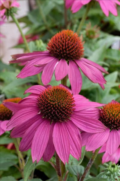 Echinacea purpurea PowWow Wild Berry