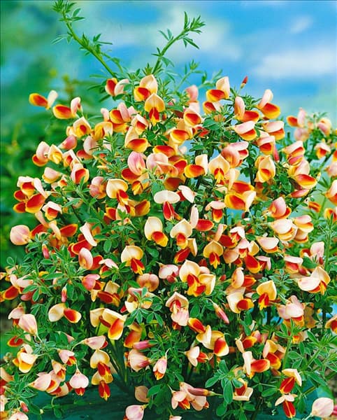 CYTISUS DRAGONFLY