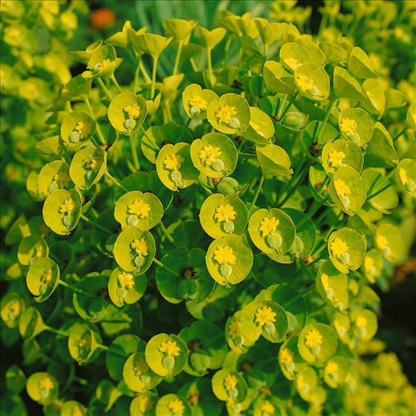 EUPHORBIA CHARACIAS SSP. WULFENII