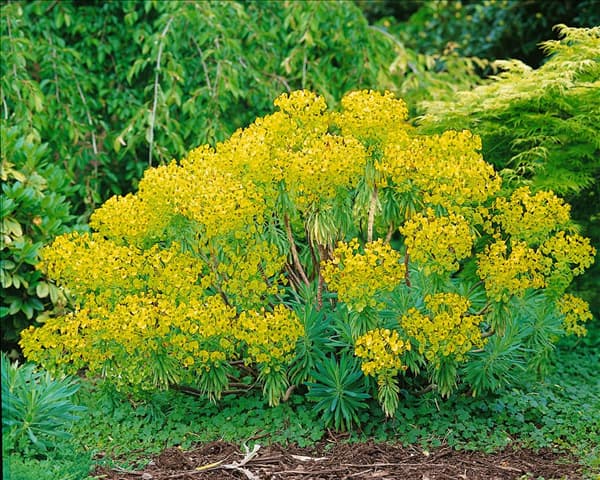 EUPHORBIA CHARACIAS WULFENII