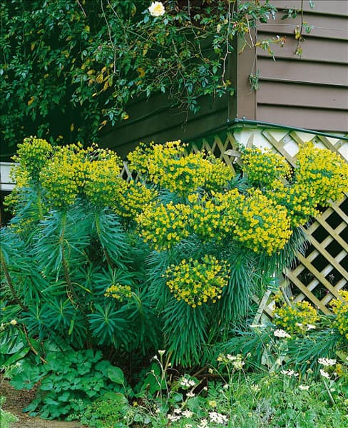 EUPHORBIA CHARACIAS SSP. WULFENII