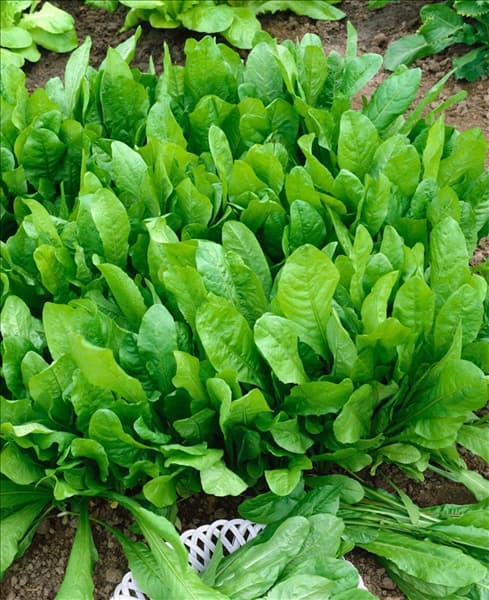 Endiviensalat / Cichorium endivia var. endivia