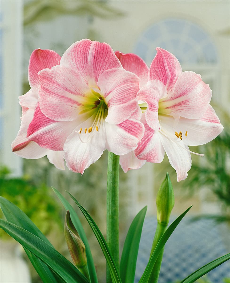 Amaryllis Apple Blossom