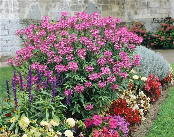 Cleome spinosa Senorita Rosalita