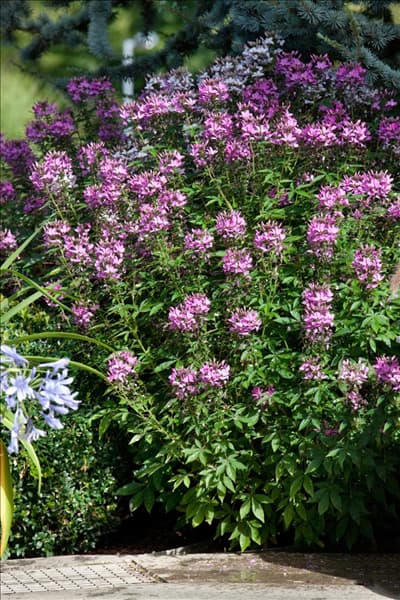 Cleome spinosa