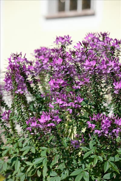 Cleome spinosa