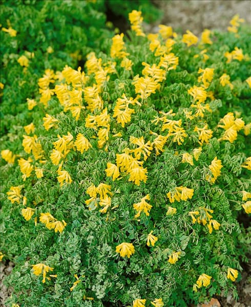 CORYDALIS LUTEA
