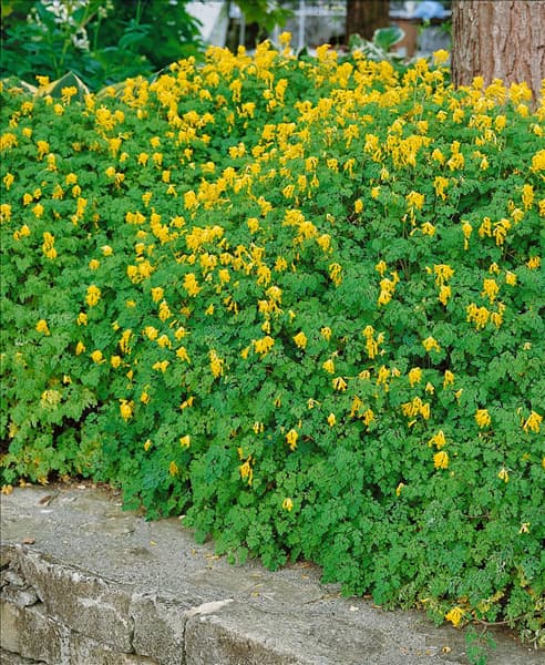 CORYDALIS LUTEA