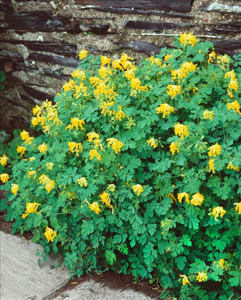 CORYDALIS LUTEA