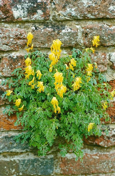 Pseudofumaria lutea
