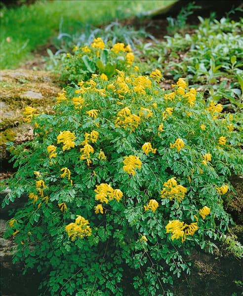 Pseudofumaria lutea