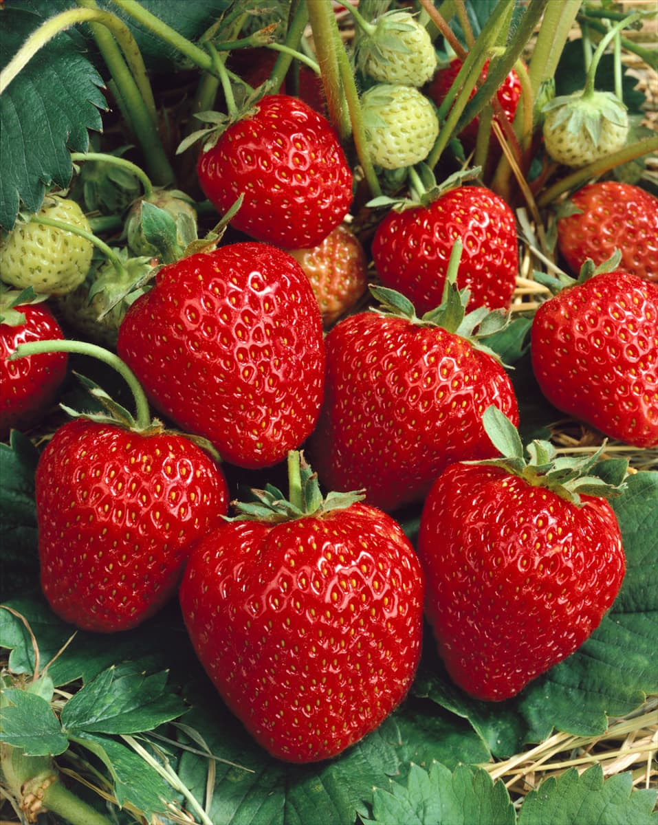 Fragaria vesca 'Korona'(s) Garten-Monats-Erdbeere 'Korona'(s)