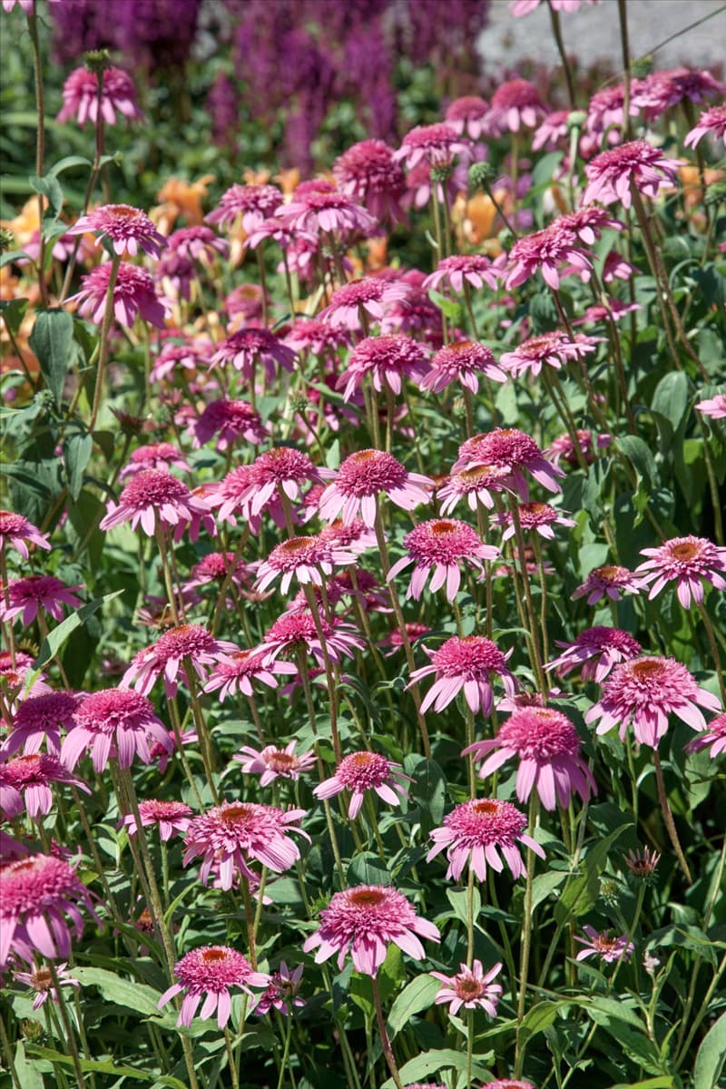 Echinacea purpurea Razzmatazz