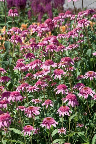 Echinacea purpurea Razzmatazz