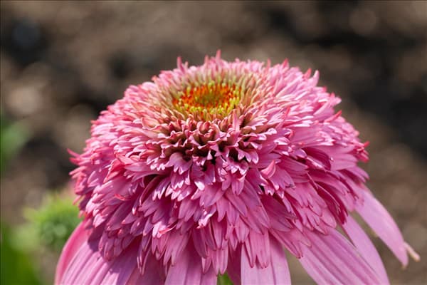 Echinacea purpurea Razzmatazz