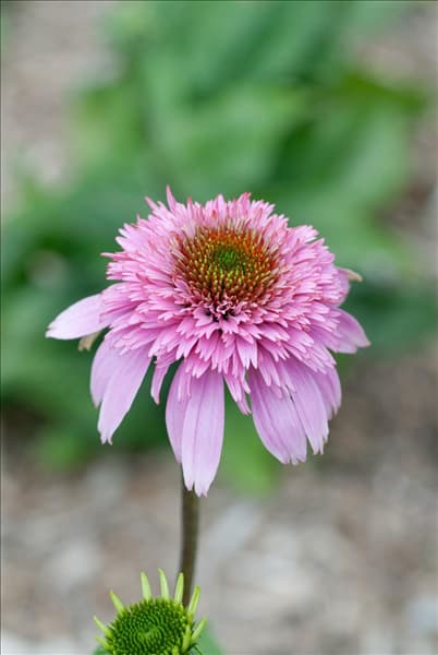 Echinacea purpurea Razzmatazz
