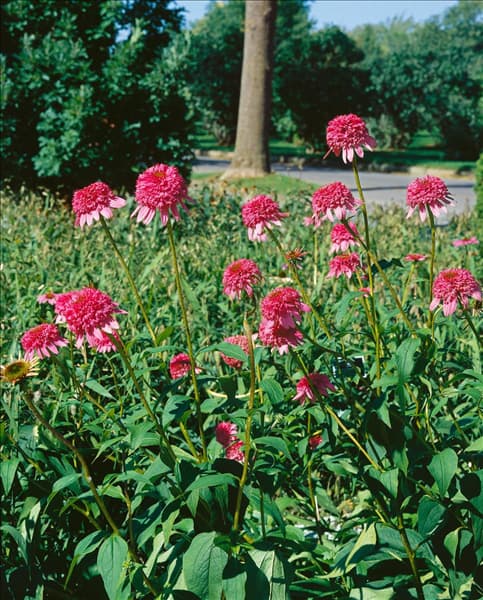 Echinacea purpurea Razzmatazz