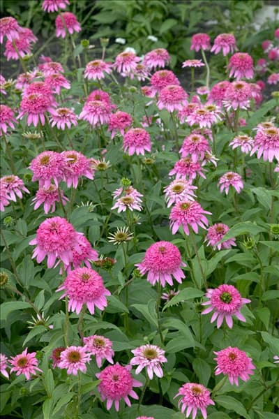 Echinacea purpurea Razzmatazz