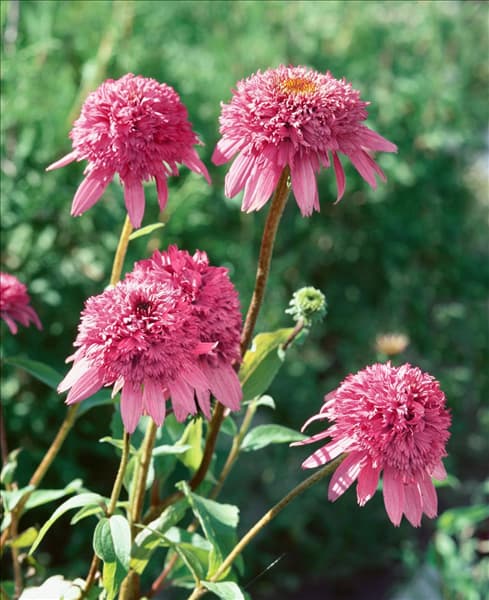 Echinacea purpurea Razzmatazz