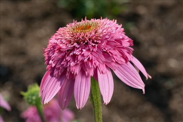 Echinacea purpurea Razzmatazz