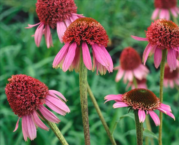 Echinacea purpurea Razzmatazz