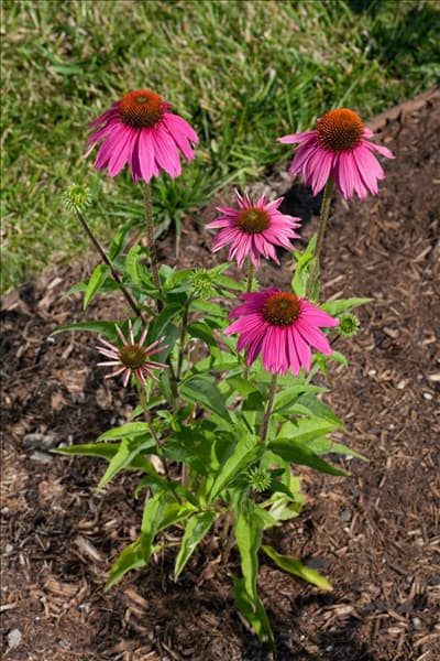 Echinacea purpurea Red Knee High