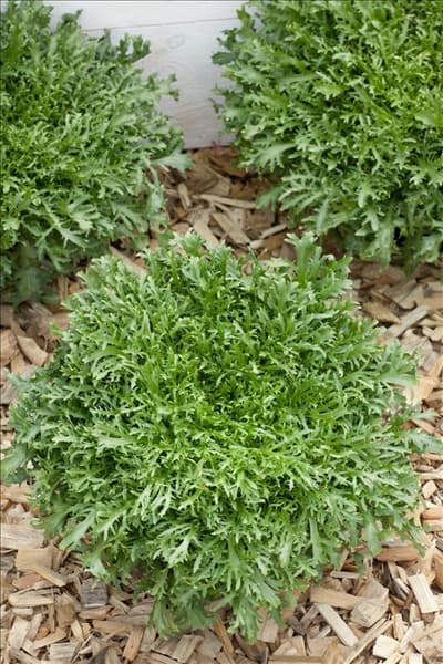 Cichorium endivia var. crispum Lorie