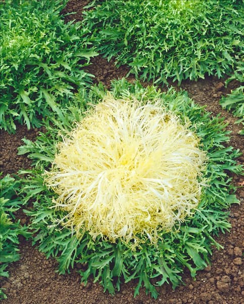 Endiviensalat / Cichorium endivia var. crispum