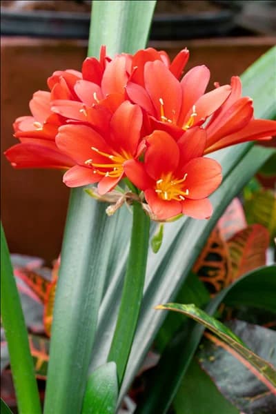 Clivia miniata