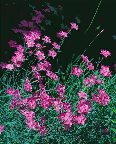DIANTHUS gratianopolitanus Bath's Pink