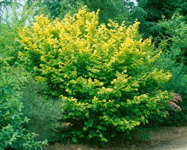 Corylus avellana Aurea