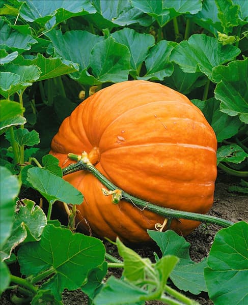 Kürbis / Cucurbita maxima Atlantic Giant
