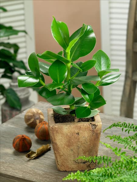 Clusia major Princess (R) in pot