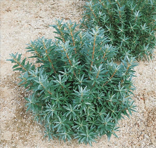 HIPPOPHAE rhamnoides Hikul