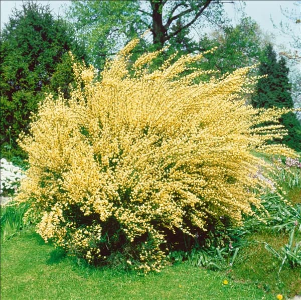 CYTISUS X PRAECOX ALBUS