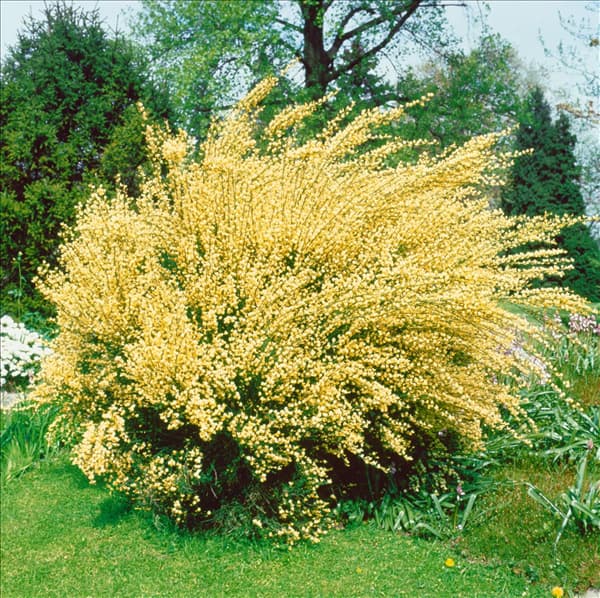 CYTISUS X PRAECOX ALBUS