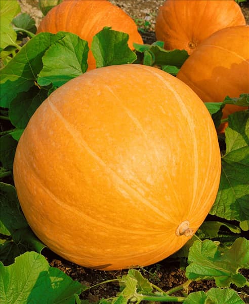 Kürbis / Cucurbita maxima Atlantic Giant