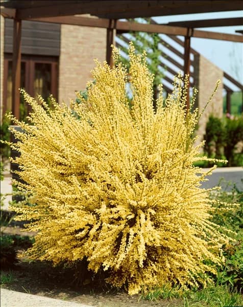 CYTISUS X PRAECOX ALBUS