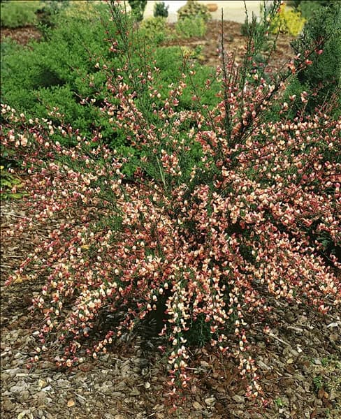 Cytisus x praecox Zeelandia