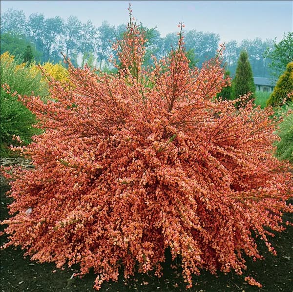 CYTISUS X PRAECOX FRISIA