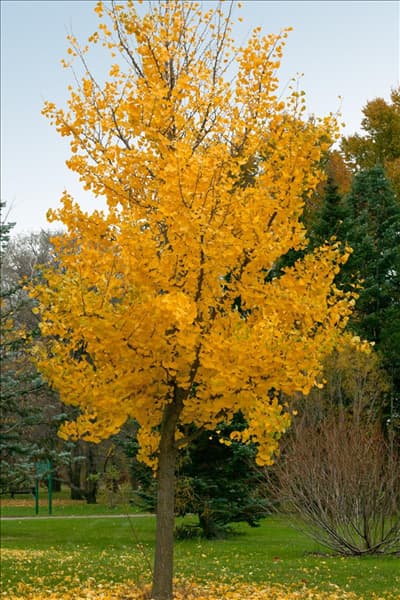 Ginkgo biloba Princeton Sentry