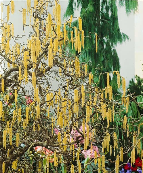 Corylus avellana Contorta