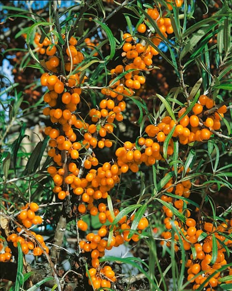 HIPPOPHAE RHAMNOIDES
