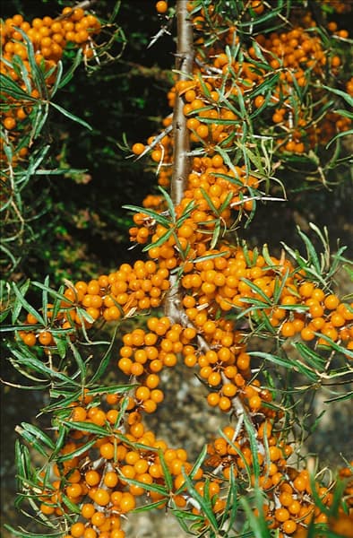 Hippophae rhamnoides / fruits