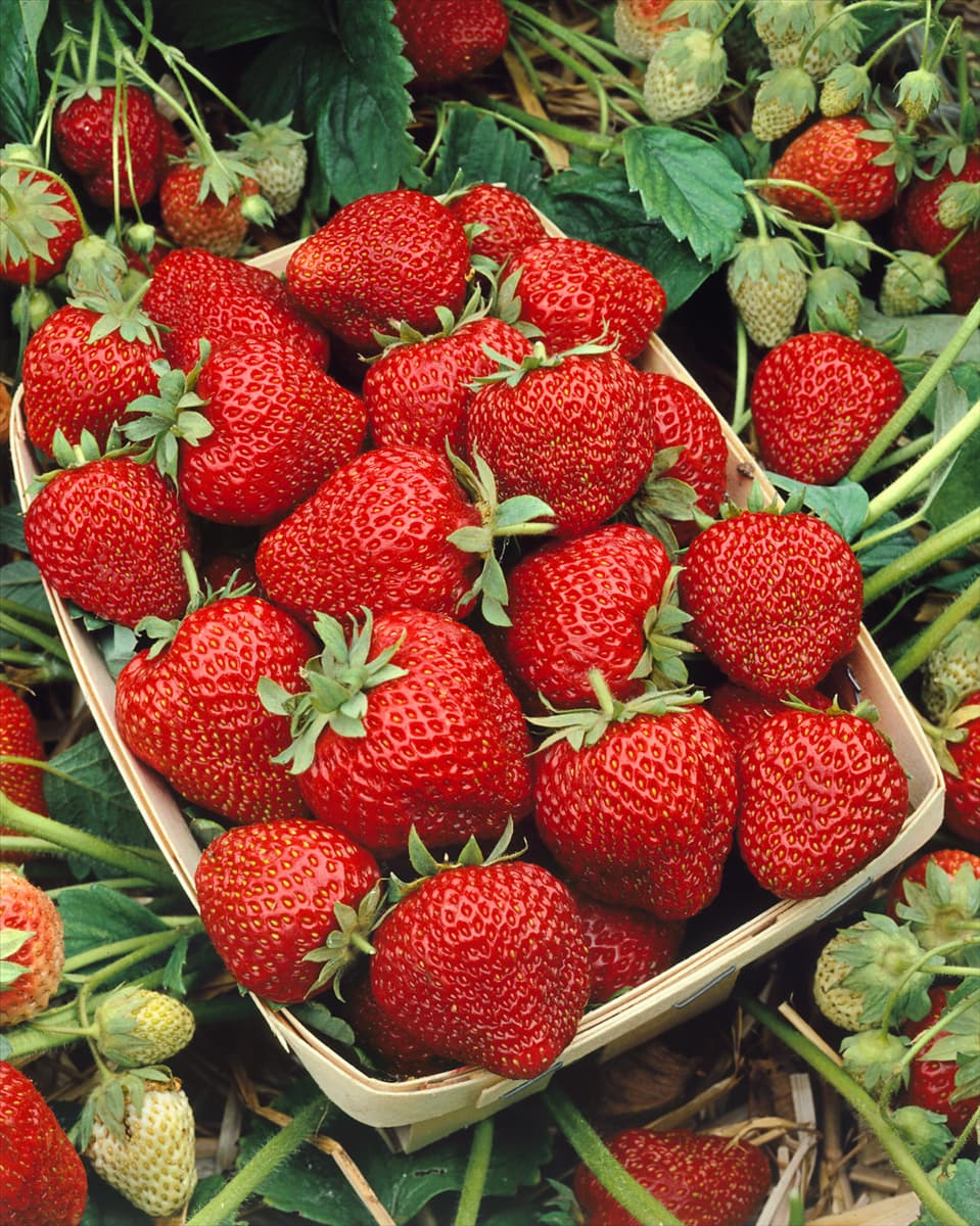 Fragaria x ananassa 'Aromastar' Erdbeere 'Aromastar'