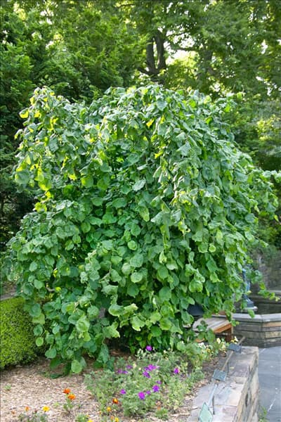 Corylus avellana Contorta
