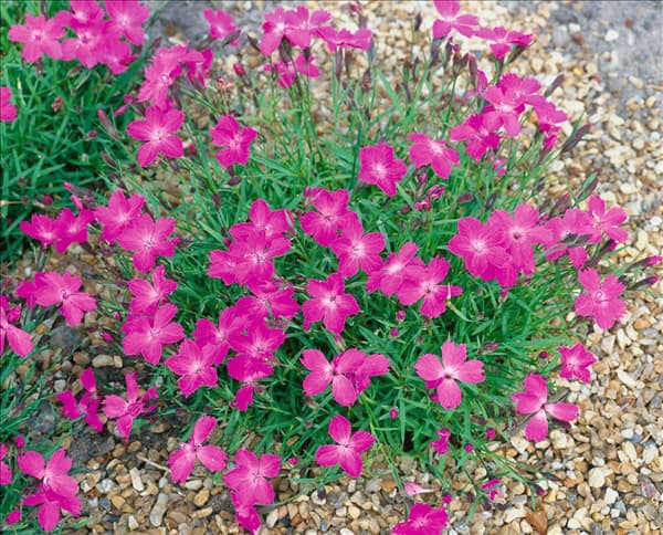 Dianthus superbus Hol Kaori KAHORI PINK