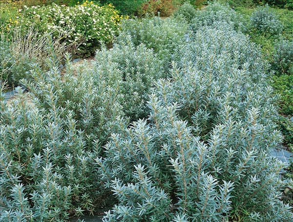 HIPPOPHAE rhamnoides Hikul