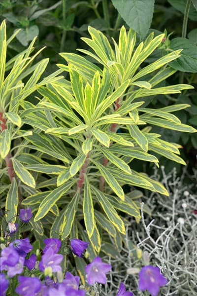 Euphorbia Ascot Rainbow